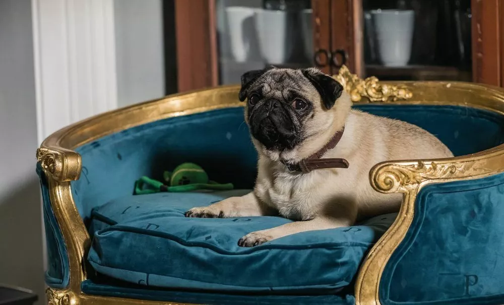 Бублик, пухлик и батон: культовые мопсы кинематографа