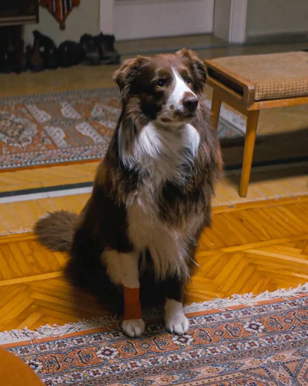 Ханде Эрчел представила фильм в Москве: "Жду предложений от российских режиссеров!"