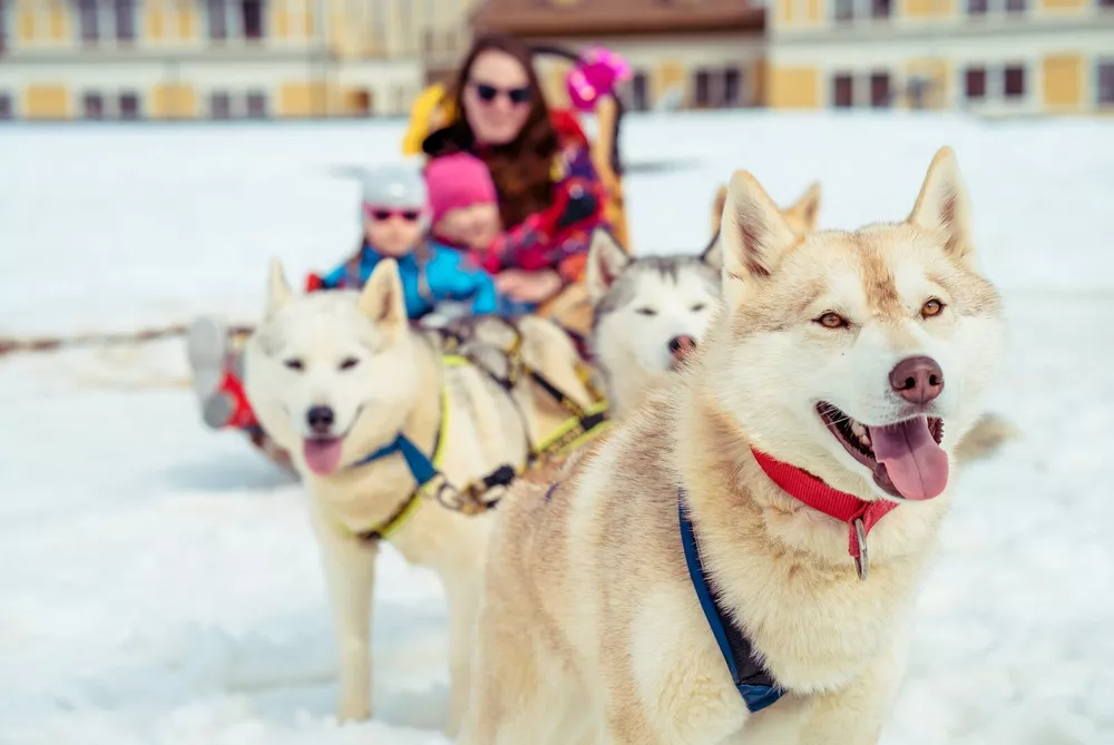 
                Курорты Красной Поляны: рождество над облаками            