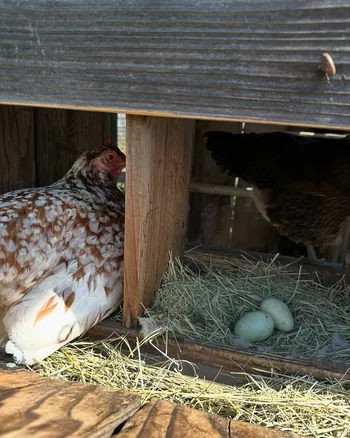 Из блога Кэтрин Шварценеггер