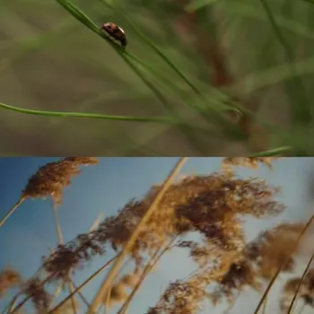 Кадры из вилдео