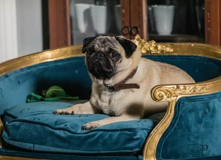 Бублик, пухлик и батон: культовые мопсы кинематографа