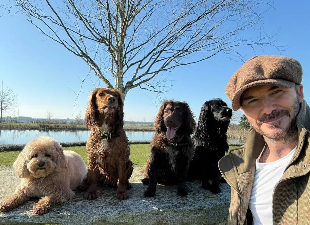 У Дэвида и Виктории Бекхэм началась вражда с соседями