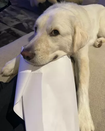 Собака Дженнифер Энистон