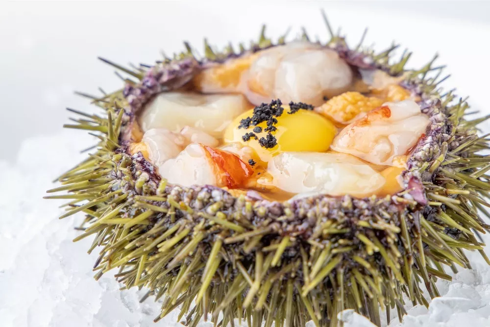 Морской еж, дикий сахалинский гребешок, лангустин, понзу и юдзу