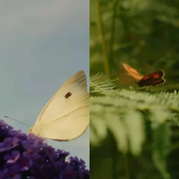 Кадры из видео