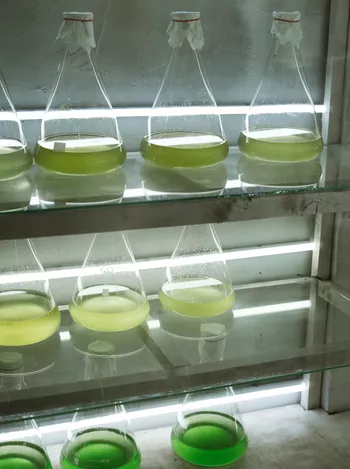 Это питание для трепангов разного возраста