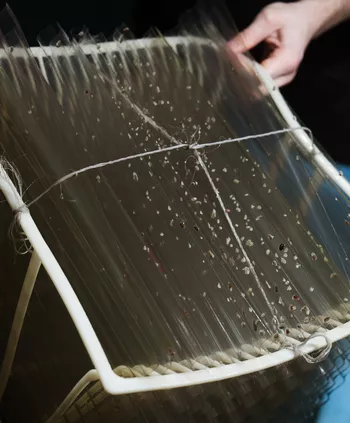 Например, так выглядит молодь трепанга