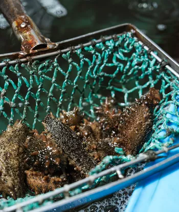 Взрослые трепанги