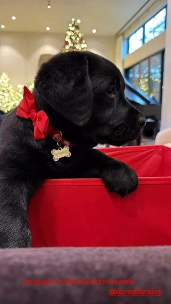 Щенок Хлое Кардашьян