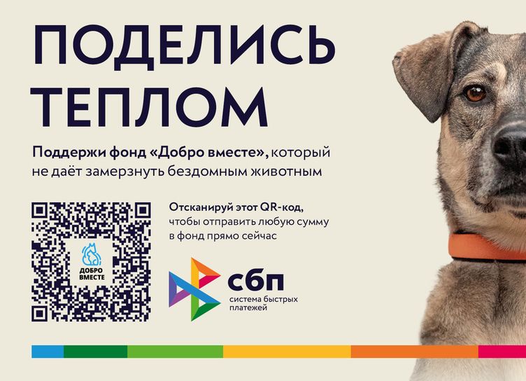 Благотворительный проект «Поделись теплом»: как помочь бездомным животным