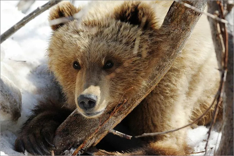 Камчатка – родина медведей